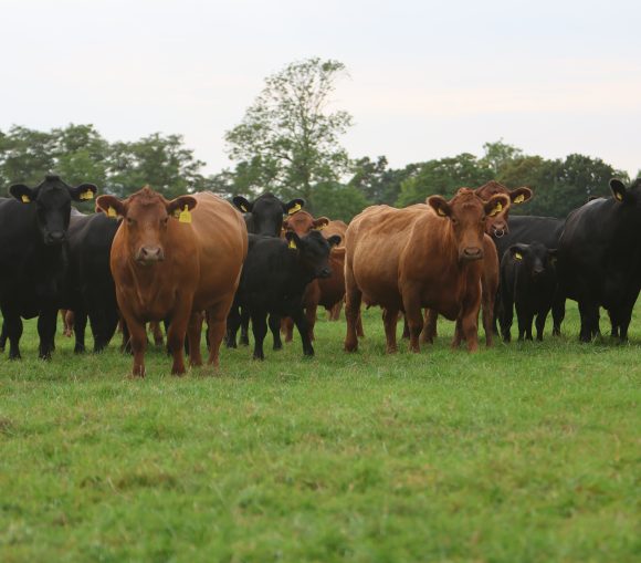 Stabiliser Cows and Calves